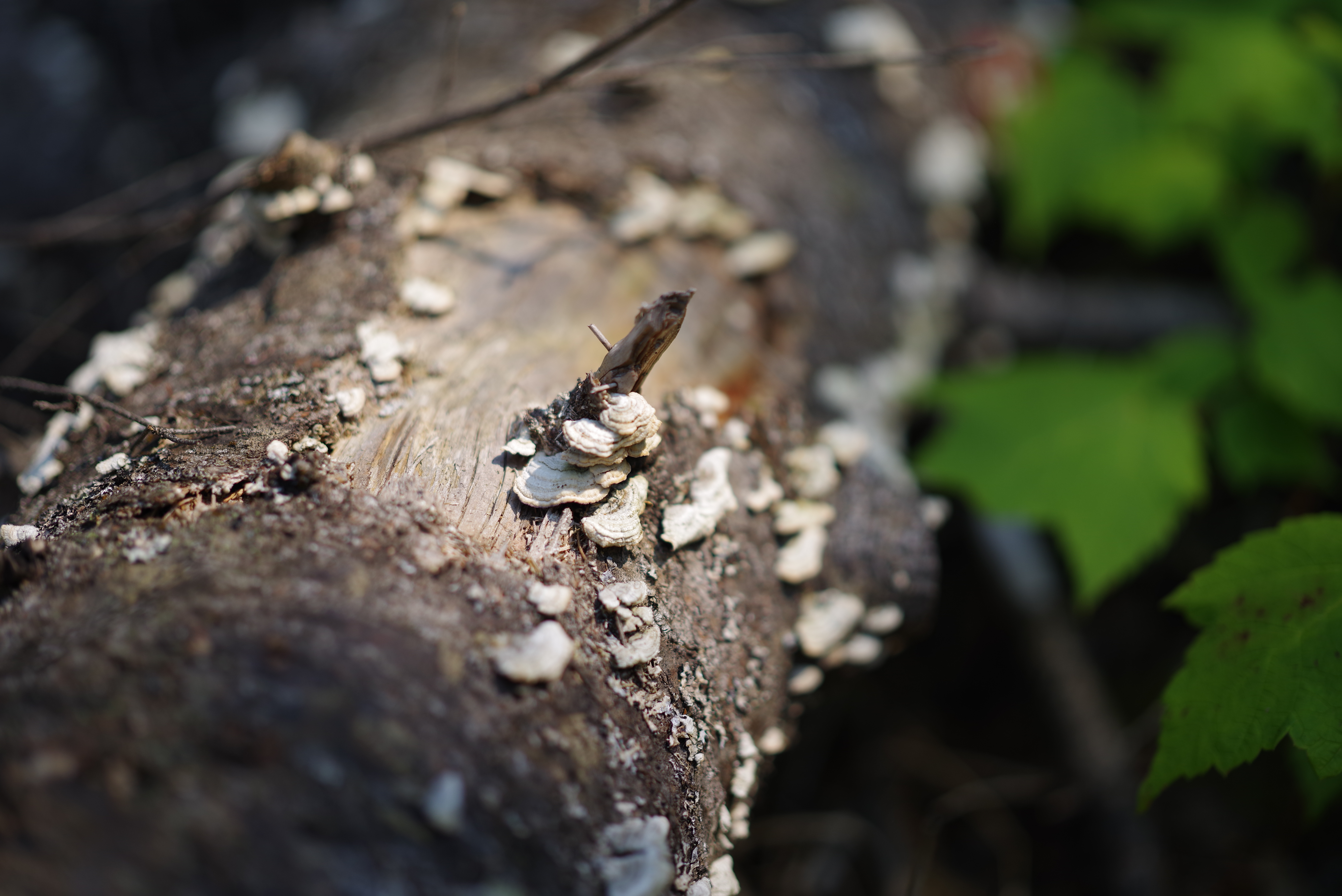A portrait taken with the Pentax 85mm f/1.4 lens