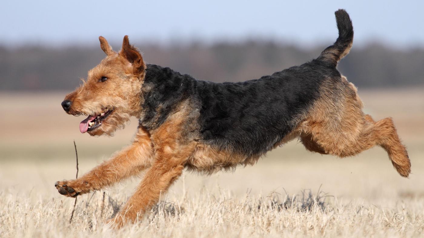 Welsh terrier running
