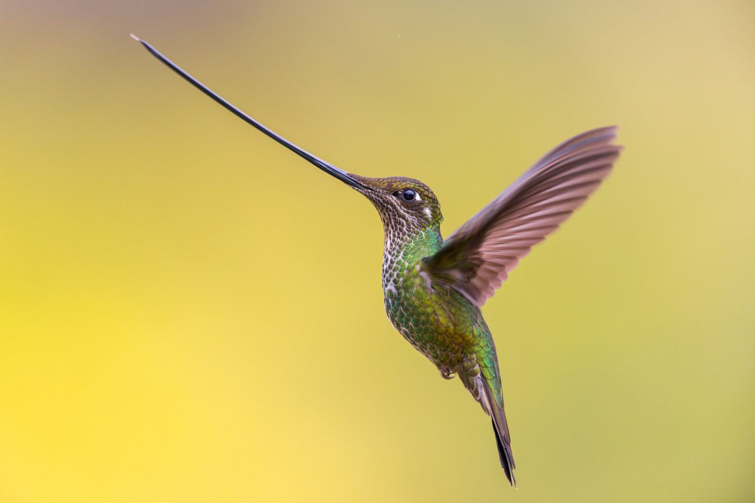 Bird Photographer of the Year 2023