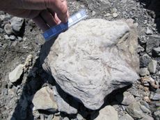 a hind foot print of an herbivorous dinosaur.