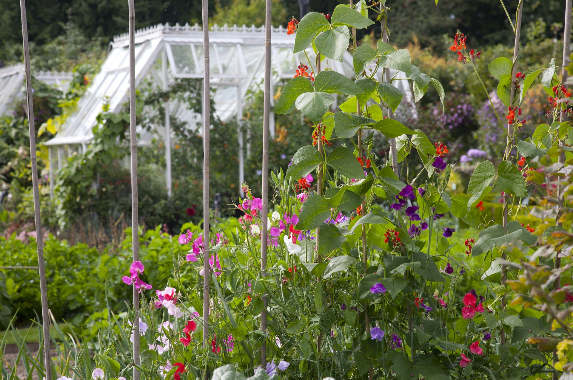 Горошек сад. Горошек сад. Душистый горошек смесь. Горошек сад. Душистый горошек однолетний.