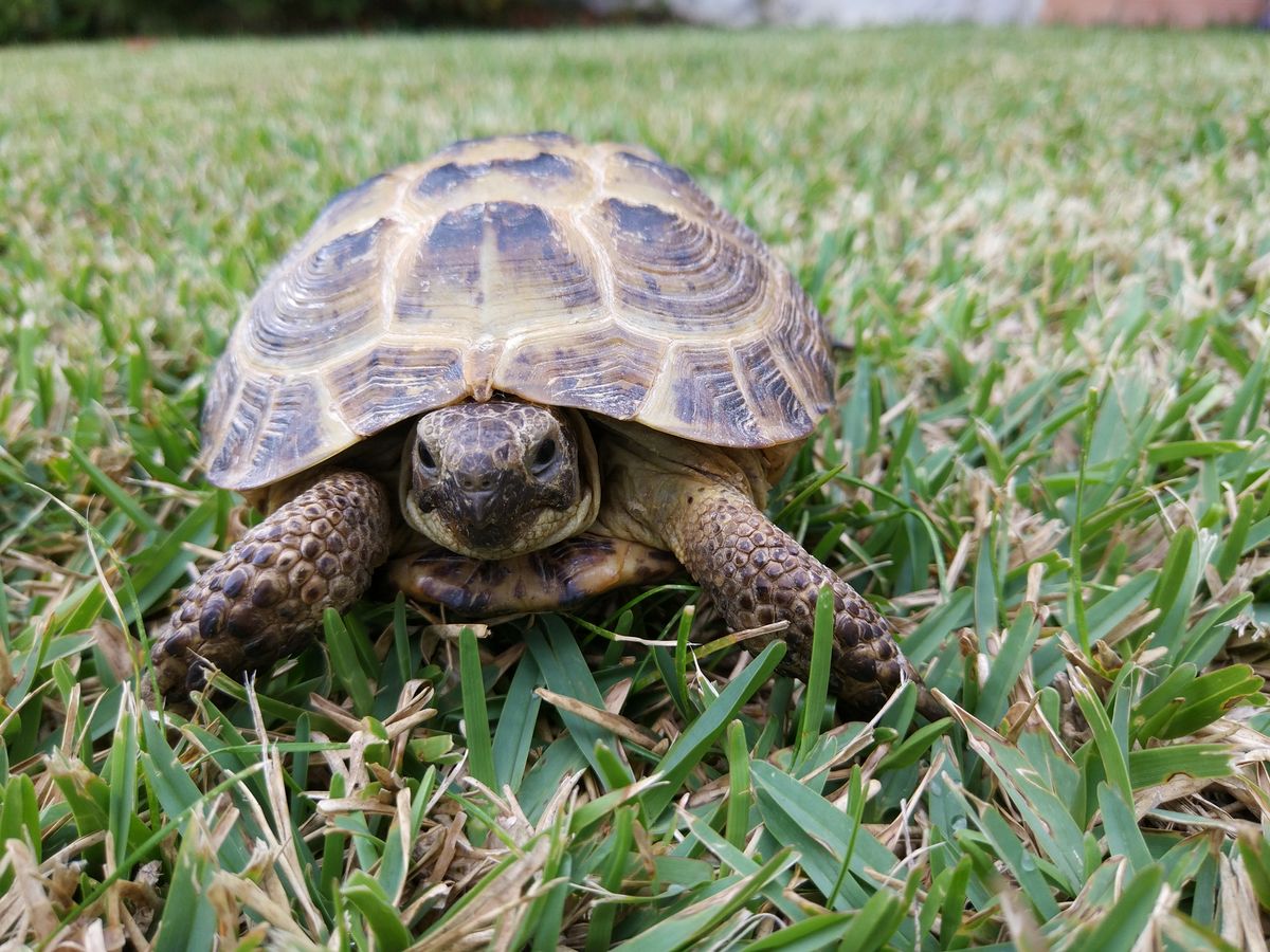 20 amazing turtle facts | PetsRadar