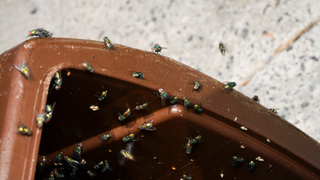 Green bottle flies on a brown bin