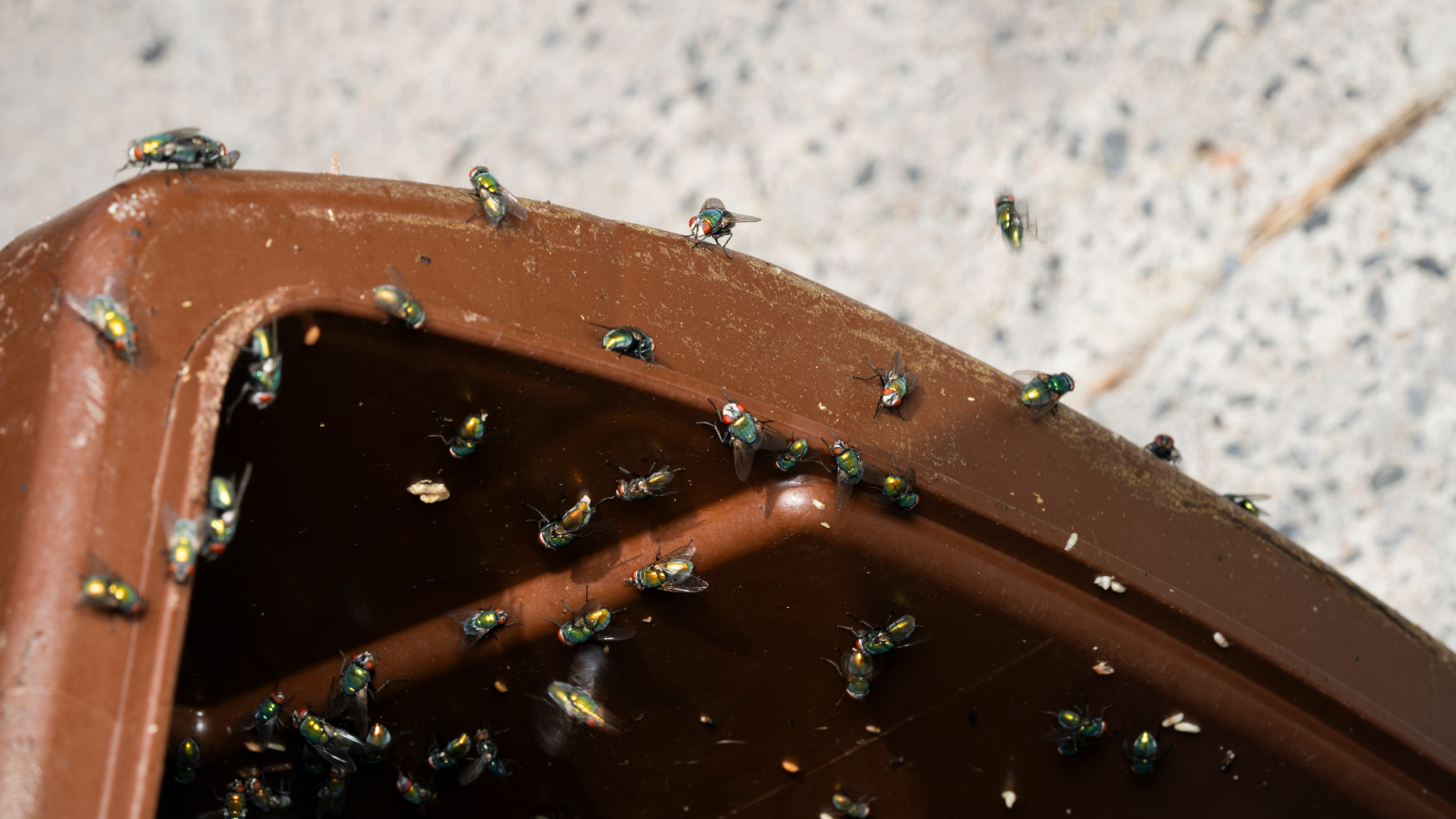 Green bottle flies on a brown bin