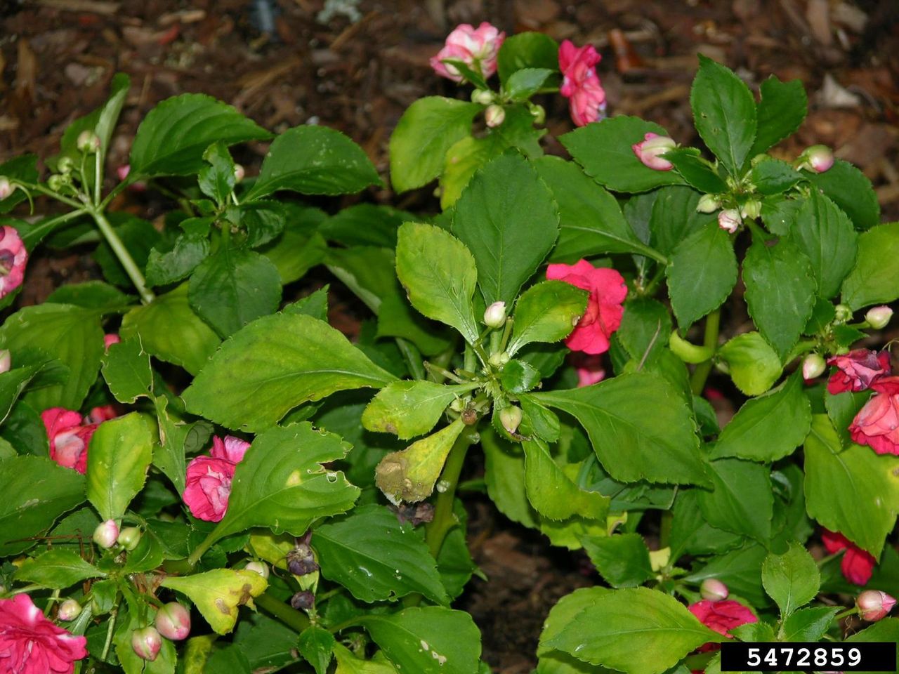 Impatient Plant Leaves Turning Yellow