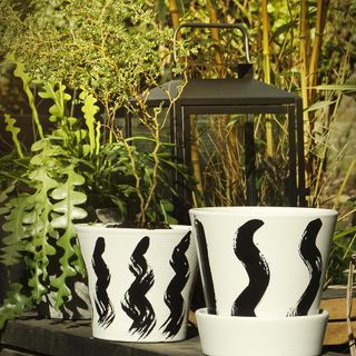 garden potted plant with black and white pot
