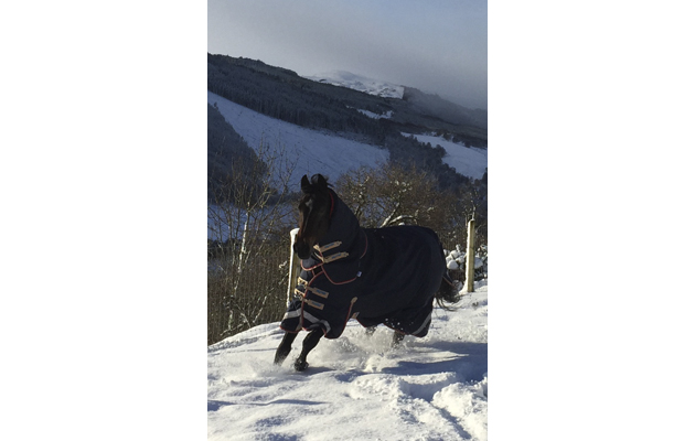 Horses in the snow