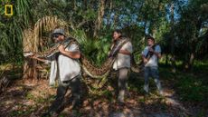 Researchers Ian Bartoszek (left), Ian Easterling, and intern Kyle Findley (right) transport a record - breaking female Burmese Python &mdash; weighing 215 pounds and measuring 17.7 feet in length &mdash; to their lab in Naples, Florida, to be laid out and photographed.
