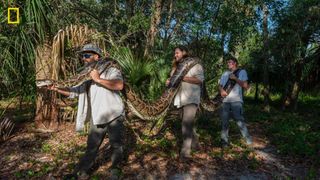 Researchers Ian Bartoszek (left), Ian Easterling, and intern Kyle Findley (right) transport a record - breaking female Burmese Python — weighing 215 pounds and measuring 17.7 feet in length — to their lab in Naples, Florida, to be laid out and photographed.