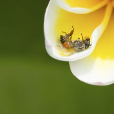 Close Up Of Dead Insect On Flower