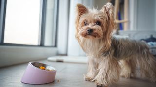 Yorkshire Terrier standing by a bowl of food