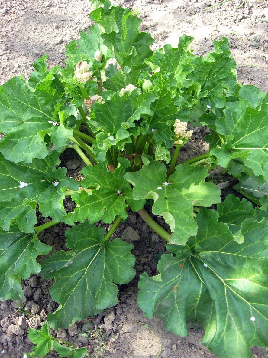Riverside Giant Rhubarb Info Growing Riverside Giant Green Rhubarb