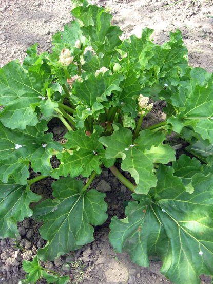 Riverside Giant Rhubarb Plant