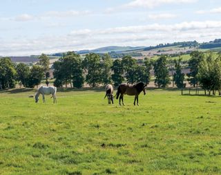 Country Life