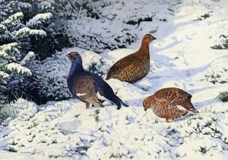 Black Game in Snow, for GWCT