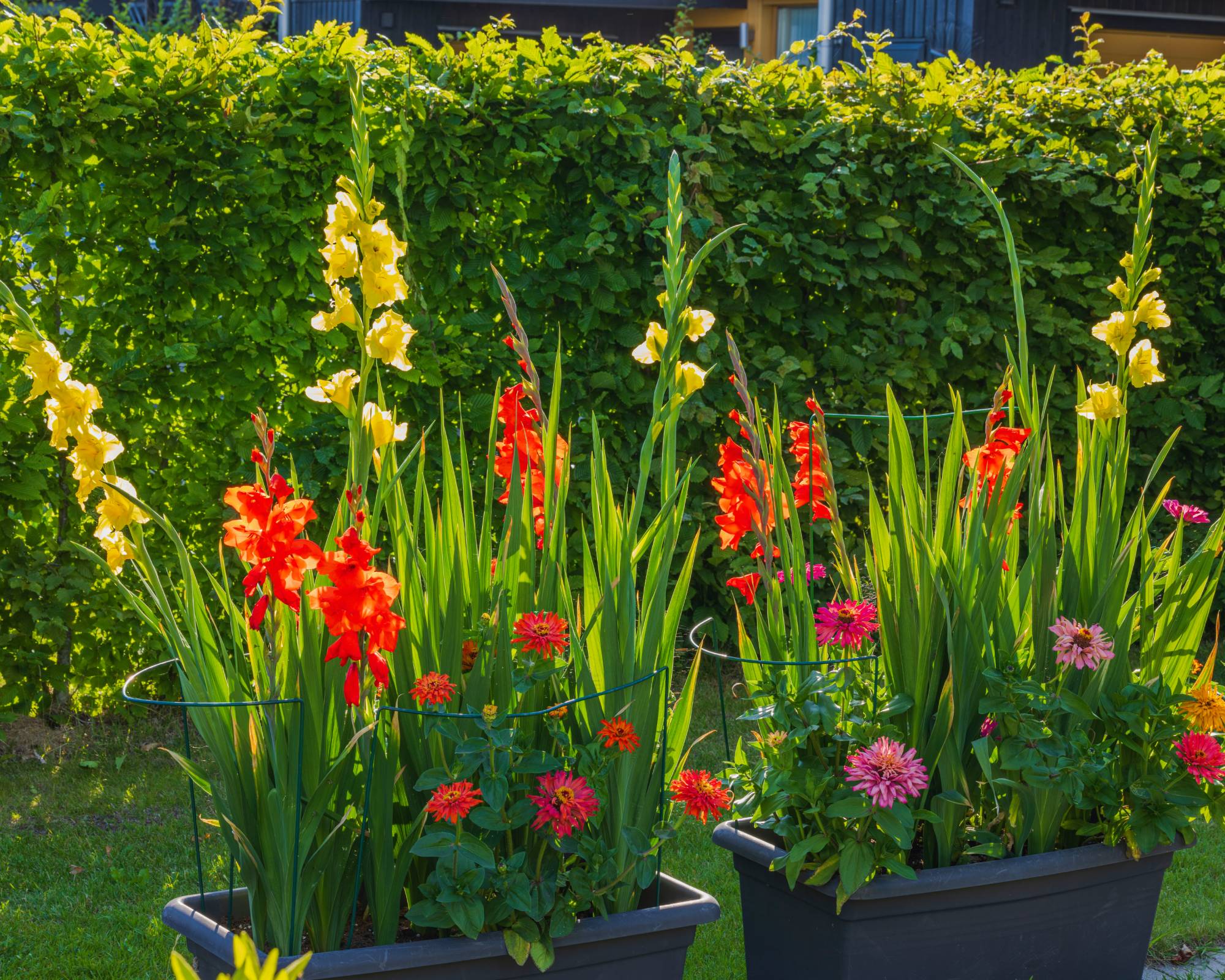 Gladiolus plants in container garden