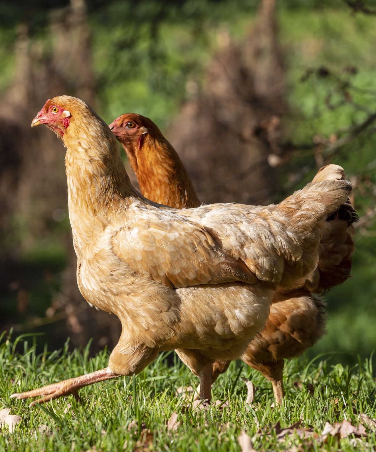 Keeping chickens: a guide to keeping hens in your backyard | Homes ...