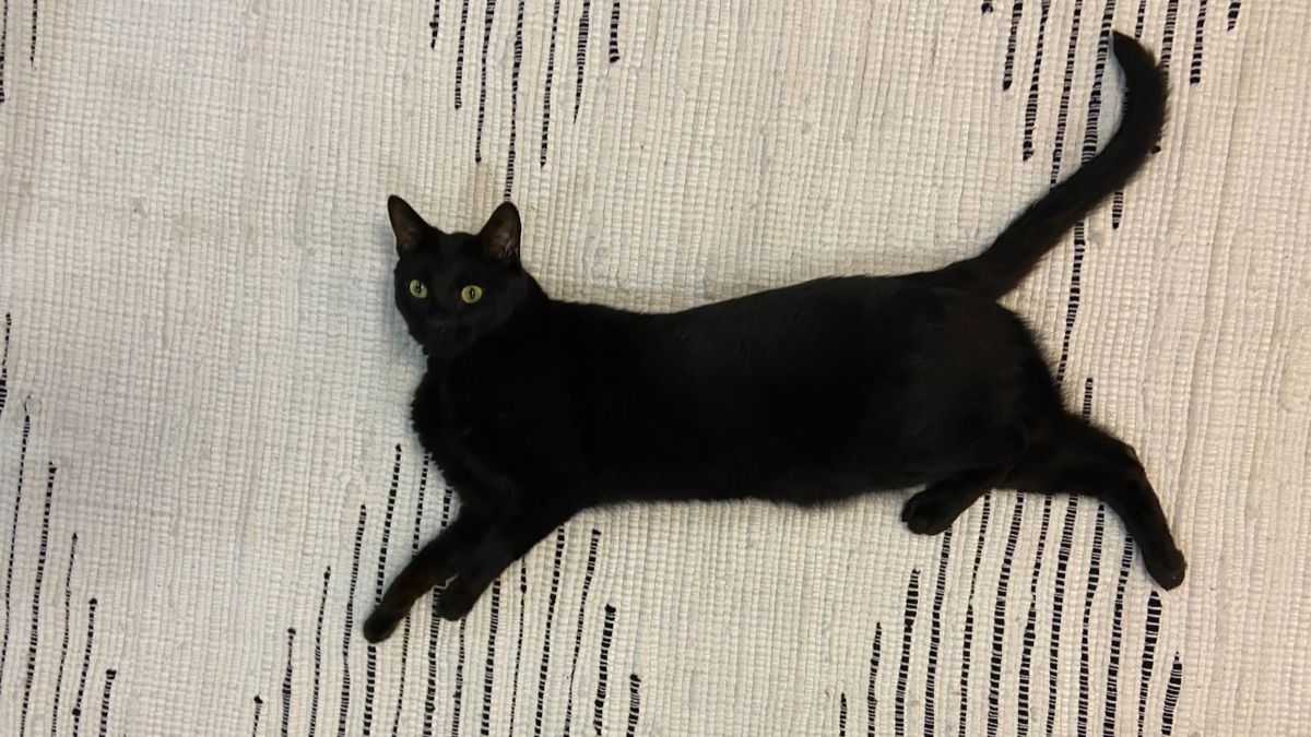 What is TNR (trapneuterreturn) and how you can help out stray cats