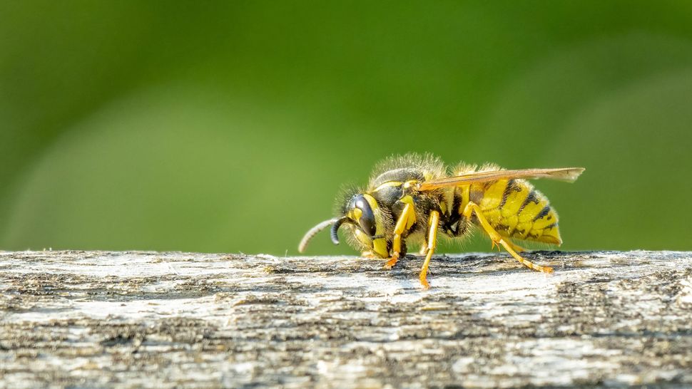 7 plants that will keep wasps out of your yard Tom's Guide