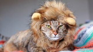 Cat wearing lion costume