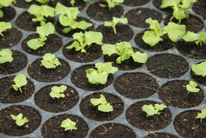 Individually Potted Lettuce Seedlings