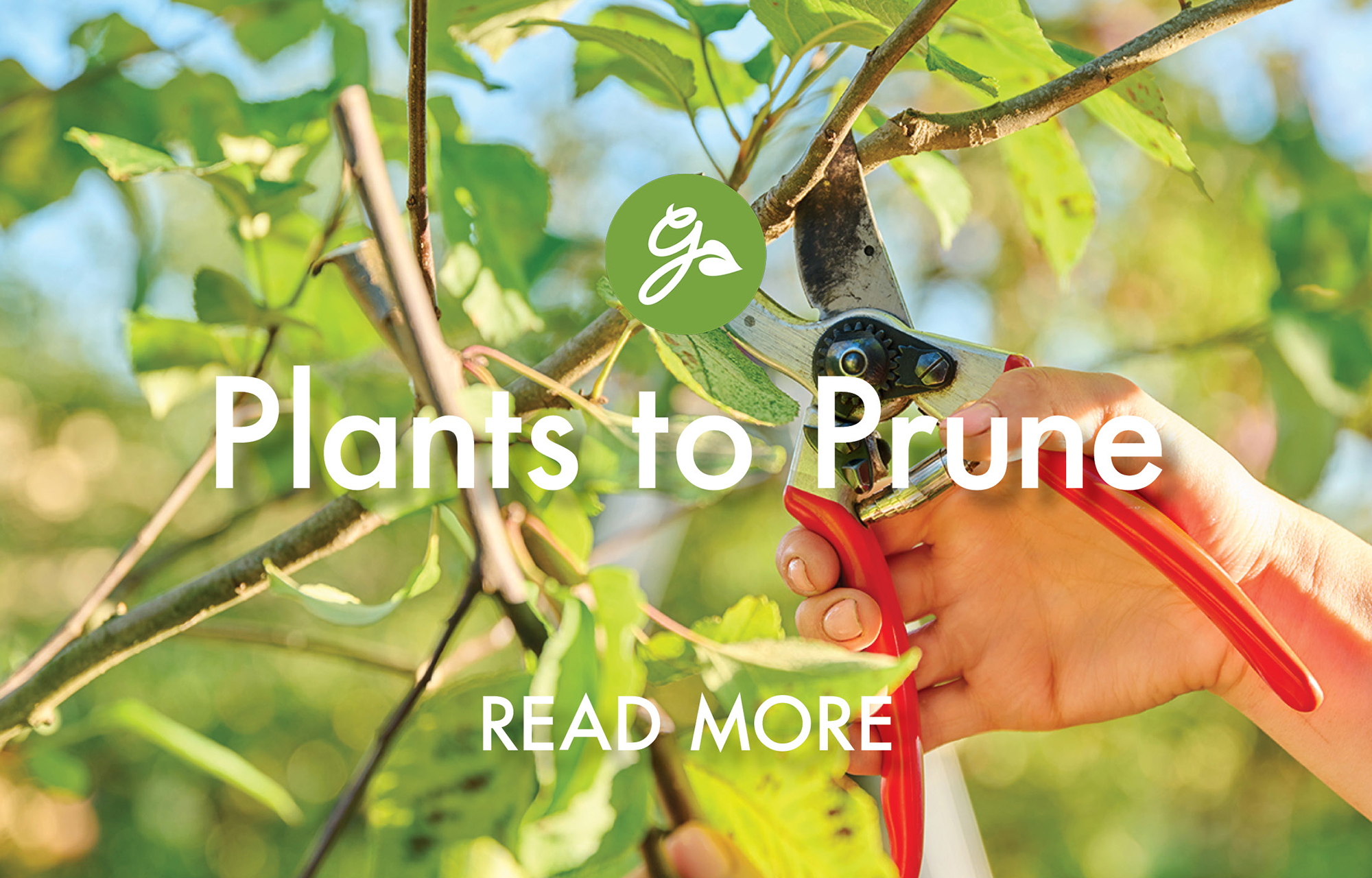Read more about plants to prune in February &amp;ndash; image shows gardener pruning apple tree with red hand pruners