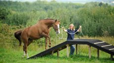 Horse-agility-1.jpg